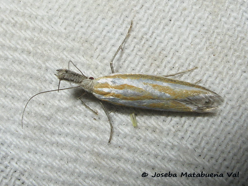 Pleurota (Pleurota) honorella (Hbner 1813) - Oecophoridae